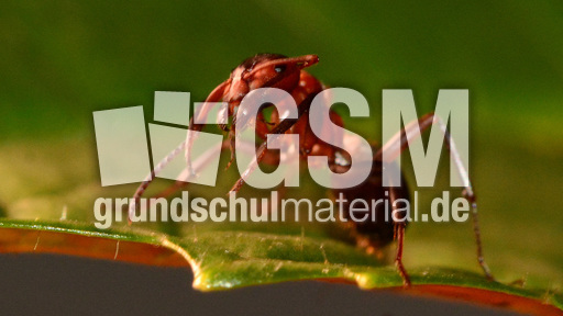 Rote Waldameise (7).jpg